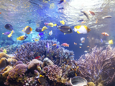 宮島水族館